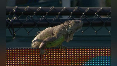 '​Iguana Mayamida o`tkazilayotgan tennis matchini to`xtatib qo`ydi (Video)'ning rasmi