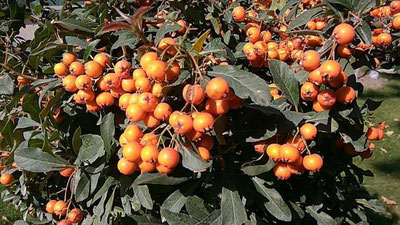 Изрображение 'ПРОГНОЗ НА 27 ОКТЯБРЯ: ПОТЕПЛЕЕТ ЕЩЕ БОЛЬШЕ'