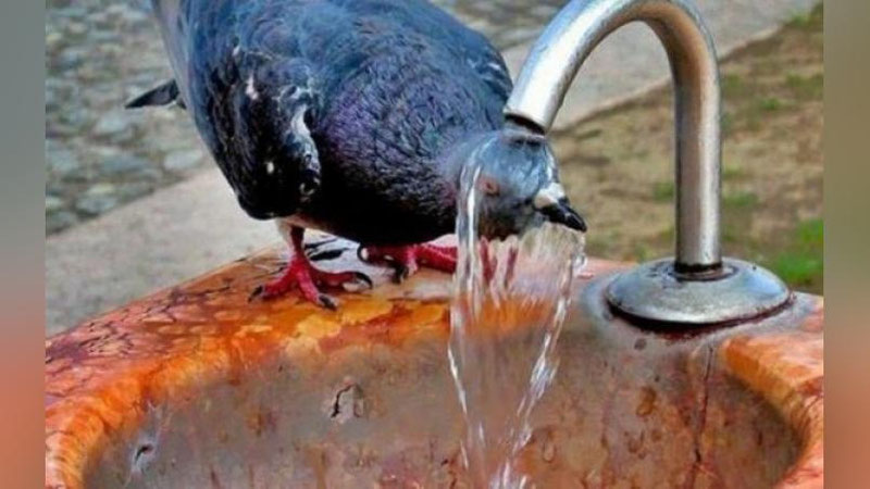 'Harorat 41 darajaga chiqadi'ning rasmi