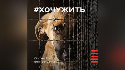 Изрображение 'В Ташкенте обсудили строительство приюта для животных (видео)'