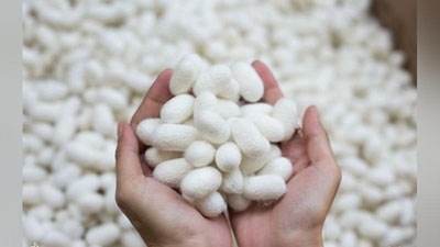 'Пилла қурти уруғини ишлаб чиқарувчиларга субсидия берилади'ning rasmi