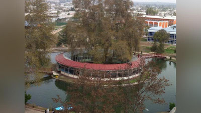 Изрображение 'Движение "Юксалиш" отреагировало на сообщение о вырубке 800-летней чинары в Касансае'