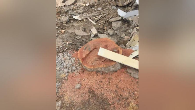 Изрображение 'На самаркандца, спилившего чинару, наложили штраф в 56 млн сумов'