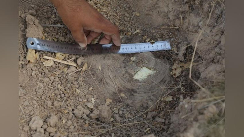 'Qashqadaryoda tadbirkor Qizil kitobga kiritilgan o`simlikni kesib tashlagani aniqlandi'ning rasmi