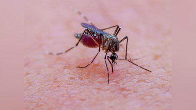 'Virus tashuvchi chivinlar ko`paymoqda'ning rasmi