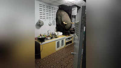 Изрображение 'В Таиланде слон разломал стену дома, чтобы принять участие в семейном ужине (видео)'