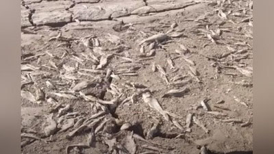 'Surxondaryoda yuz minglab baliqlar nobud bo`ldi'ning rasmi