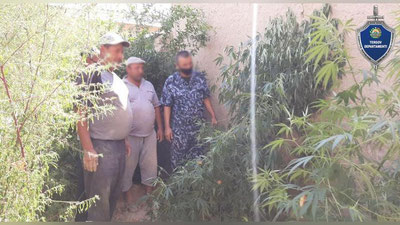 Изрображение 'Житель Кашкадарьи вырастил во дворе куст марихуаны выше человеческого роста'