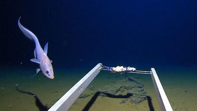 'Mariana chuqurligidan plastik chiqindilar topildi (Video) 'ning rasmi