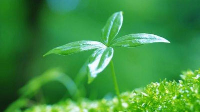 'O`simliklar ham eshitadi 'ning rasmi