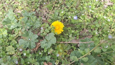 Изрображение 'В Узбекистане до +20: погода на 1 апреля'