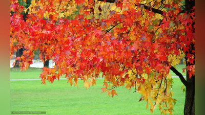 '​ERTAGA – 11 NOYaBR KUNI MAMLAKATIMIZDA KUTILAYoTGAN OB-HAVO MA`LUMOTI'ning rasmi