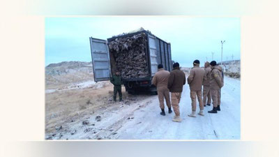 Изрображение 'В Навоийской области остановили КамАЗ с незаконно срубленным саксаулом'