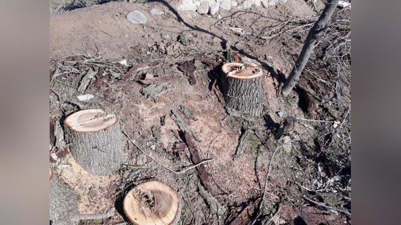 'Toshkentdagi maktablarda daraxtlar yarim tunda kesib ketildi'ning rasmi