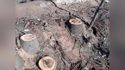 'Toshkentdagi maktablarda daraxtlar yarim tunda kesib ketildi'ning rasmi