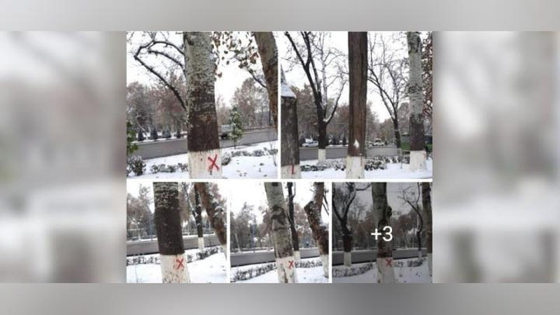 Изрображение 'Госкомэкологии сообщил, зачем пометили крестиком деревья возле Дворца "Туркистон"'