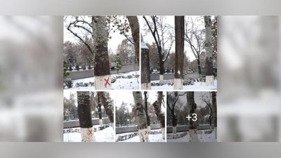 Изрображение 'Госкомэкологии сообщил, зачем пометили крестиком деревья возле Дворца "Туркистон"'