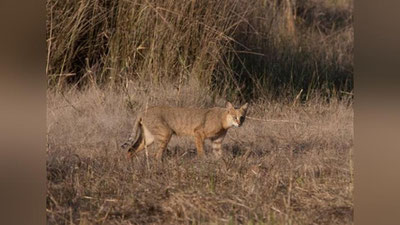 'Qizilqum davlat qo`riqxonasida to`qay mushugi oilasi bilan fotoqopqonga tushdi (video)'ning rasmi