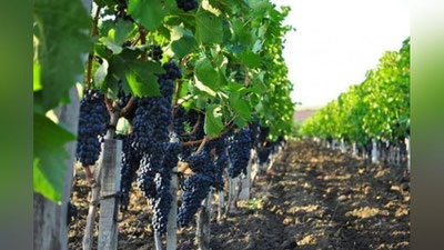 'O`zbekiston xorijga qancha uzum eksport qilgan? "Statqo`m" aniqlik kiritdi'ning rasmi