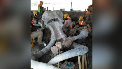 Изрображение 'При строительстве аэропорта в Мехико найдены останки 60 мамонтов (фото)'