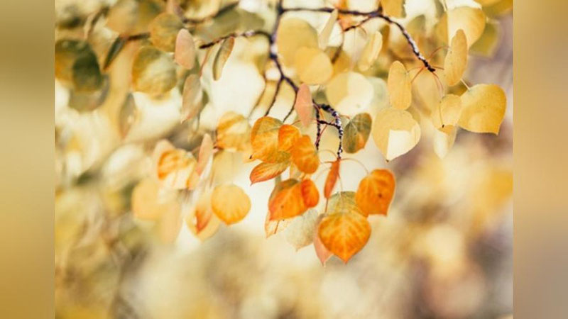 'Bugun O`zbekistonda qanday ob-havo kuzatilishi ma`lum qilindi'ning rasmi