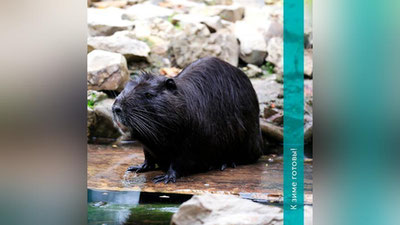 Изрображение 'Обитателей Ташкентского зоопарка переводят в зимние вольеры'