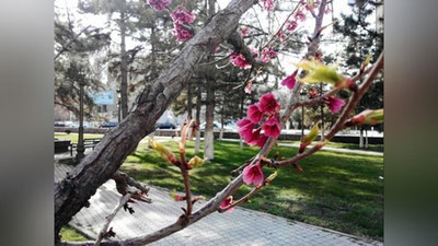 Изрображение 'Синоптики рассказали, каким бывает апрель в Узбекистане'