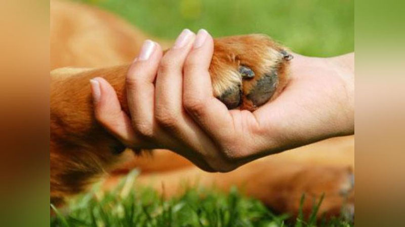 Изрображение 'КАКИЕ ПРОЕКТЫ ОРГАНИЗУЕТ ОБЩЕСТВО ЗАЩИТЫ ЖИВОТНЫХ?'