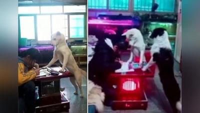 'Ko`ppak qizchaning dars tayyorlashini nazorat ostiga oldi 'ning rasmi