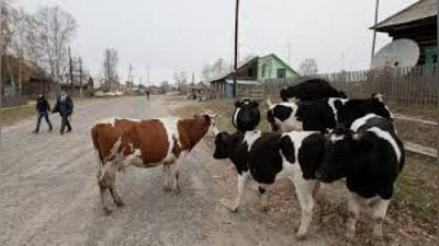 'YO`L ChETIDA MOL BOQQANLAR HAM JARIMAGA TORTILADIMI?'ning rasmi