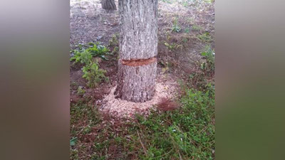 Изрображение 'Неизвестные варвары подпилили сосны возле метро "Шахристон" в Ташкенте (видео)'