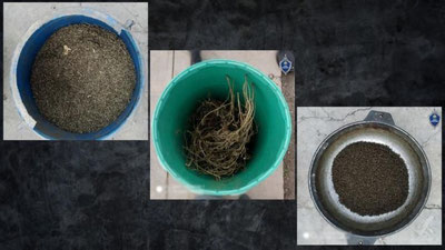 'Qishga g`amlangan  og`ilxonadan naqd 14 kg "nasha" va  “marixuana” topildi'ning rasmi