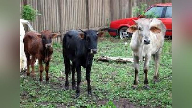 'ҚОРАМОЛ ЎҒРИЛАРИ УШЛАНДИ'ning rasmi