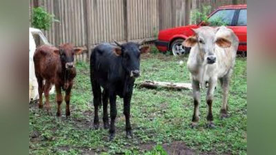 'ҚОРАМОЛ ЎҒРИЛАРИ УШЛАНДИ'ning rasmi