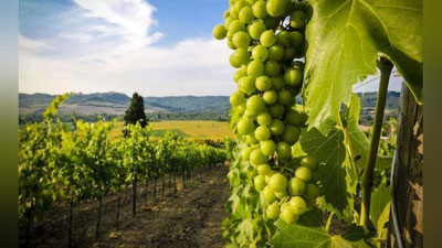 'Uzum ko`chatlarini shpalerga ko`tarish xarajatlarining bir qismi qoplab beriladi'ning rasmi