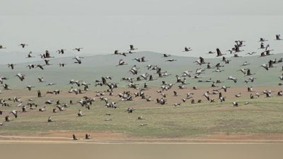 'Самарқанд вилоятидаги Қорасув сув омборига турналар келиб қўнмоқда (фото)'ning rasmi