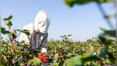 'Majburiy mehnat yo`q! Bugun paxta dalalarida eng ko`p buzilayotgan qonunbuzarliklar qaysilar?'ning rasmi