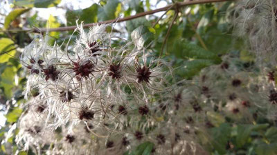 Изрображение 'НА ЮГЕ МЕСТАМИ ДОЖДЬ, В ГОРАХ ОСАДКИ: ПОГОДА НА 17 НОЯБРЯ'