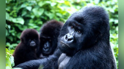 Изрображение 'Популяция диких животных на планете сократилась на 69%'