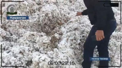 Изрображение 'ТРОЕ ФЕРМЕРОВ ИЗ НАМАНГАНА СДАЛИ ХЛОПОК ВПЕРЕМЕШКУ С ПЕСКОМ И ЗЕМЛЕЙ (ВИДЕО)'