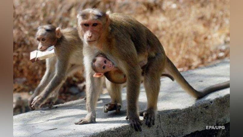 Изрображение 'В ИНДИИ ОБЕЗЬЯНА ВЗЯЛА В ЗАЛОЖНИКИ РЕБЕНКА (ВИДЕО)'