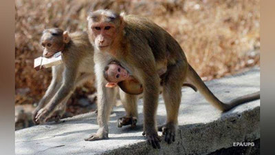 Изрображение 'В ИНДИИ ОБЕЗЬЯНА ВЗЯЛА В ЗАЛОЖНИКИ РЕБЕНКА (ВИДЕО)'