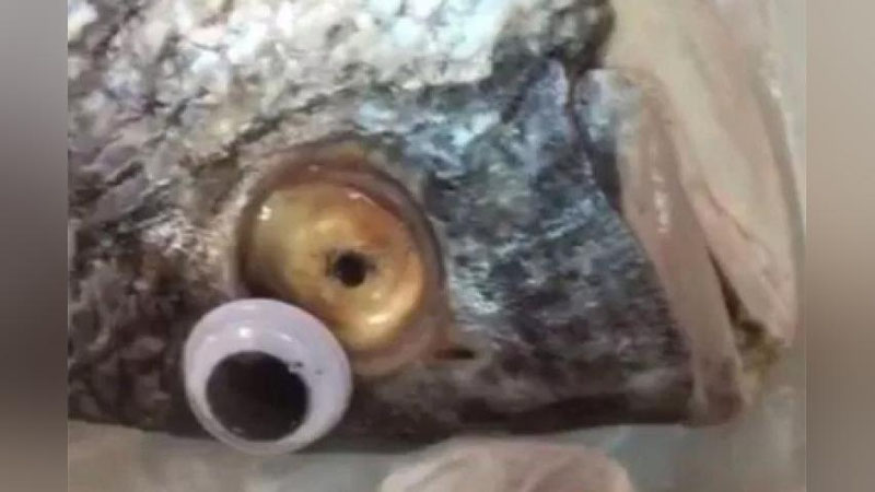 'Sotuvchi baliqlarga plastik ko`z yopishtirgani uchun javobgarlikka tortildi'ning rasmi