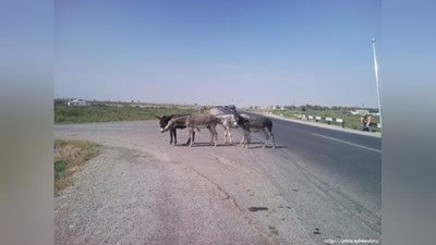 Изрображение 'ОСЕЛ НА ДОРОГЕ СТАЛ ПРИЧИНОЙ ДТП В ТАШКЕНТСКОЙ ОБЛАСТИ'