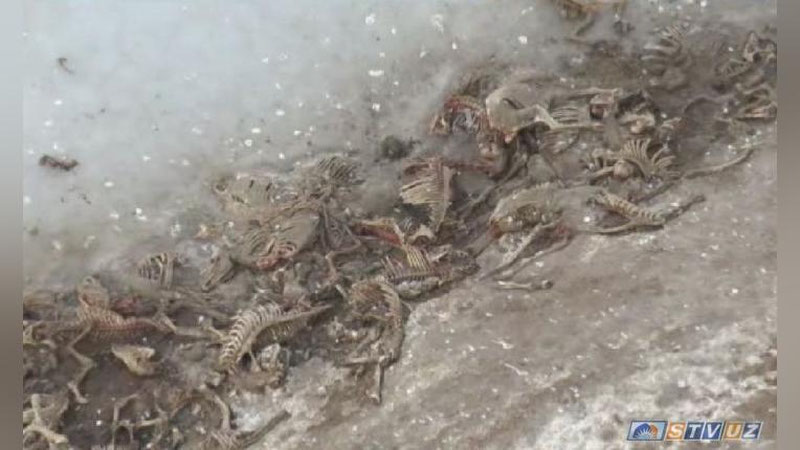 Изрображение 'ПОД САМАРКАНДОМ НАШЛИ "ОВРАГ СМЕРТИ" (ВИДЕО)'