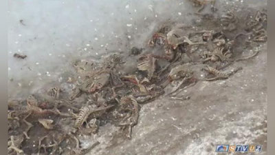 Изрображение 'ПОД САМАРКАНДОМ НАШЛИ "ОВРАГ СМЕРТИ" (ВИДЕО)'