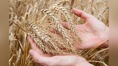 'Global iqlim o`zgarishi va anomal isish "gigant" davlatlarda don hosilini sezilarli darajada kamaytirishi mumkin'ning rasmi