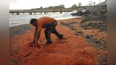 'Chili qirg`oqlari minglab mollyuskalar bilan to`ldi 'ning rasmi