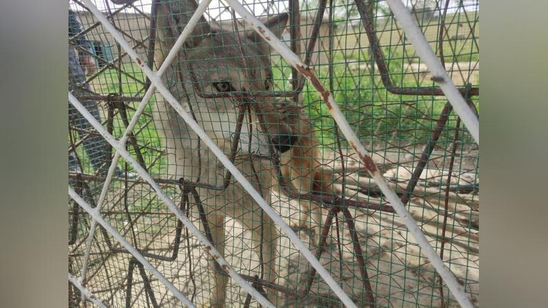 'Qashqadaryoda bo`ri, Buxoroda tulki bolasi aholi xonadoniga kelib qoldi (video)'ning rasmi