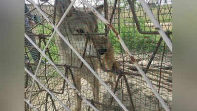 'Qashqadaryoda bo`ri, Buxoroda tulki bolasi aholi xonadoniga kelib qoldi (video)'ning rasmi